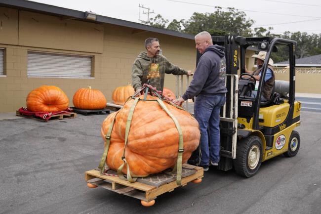 Pumpkins are transported to be weighed at the Safeway 50th annual World Champio<em></em>nship Pumpkin Weigh-Off in Half Moon Bay, Calif., Monday, Oct. 9, 2023. (AP Photo/Eric Risberg)