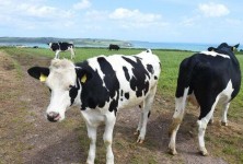 For a relatively small country, Ireland has factories supplying a<em></em>bout 12% to 15% of the ba<em></em>se powder for the global infant formula industry. Friesian cows graze on a field overlooking Galley Head, Co Cork. 