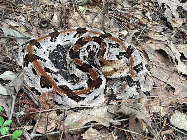 timber rattlesnake