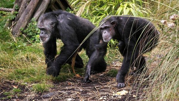 Researchers find ‘first proof of menopause in wild chimpanzees’