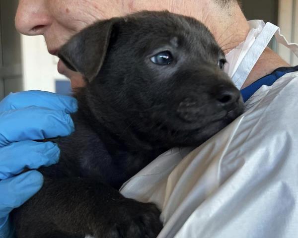 The puppies are now being cared for by the DSPCA